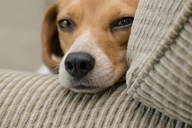 A dog resting its head on a couch.